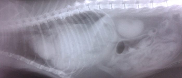 Диафрагмальная грыжа у кошки лечение thumbnail