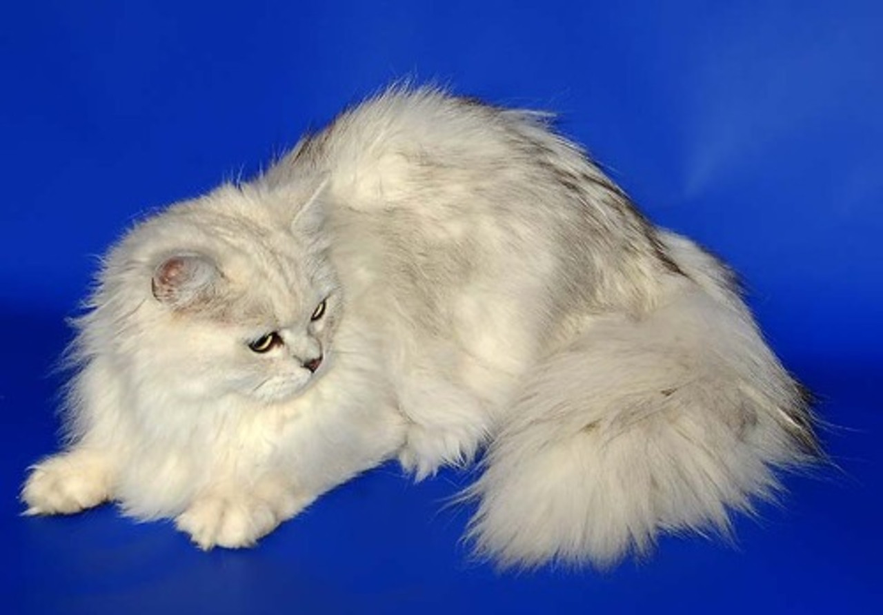 Какие кошки длинношерстные. Британская длинношёрстная кошка. Британская длинношерстная. Британская длинношёрстная кошка белая. Персидская длинношерстная шиншилла.