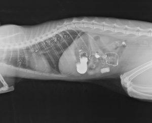 Желудочно кишечный тракт кошки thumbnail