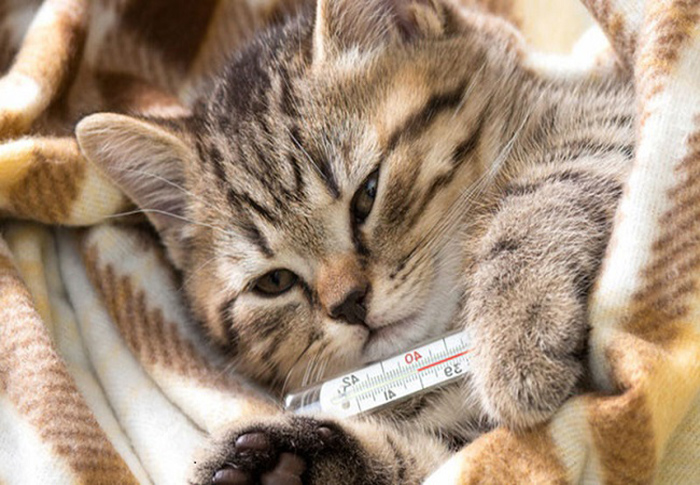 Как правильно измерить температуру у кота