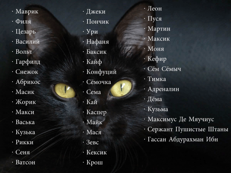 Как назвать черного кота: список имен для мальчиков и девочек