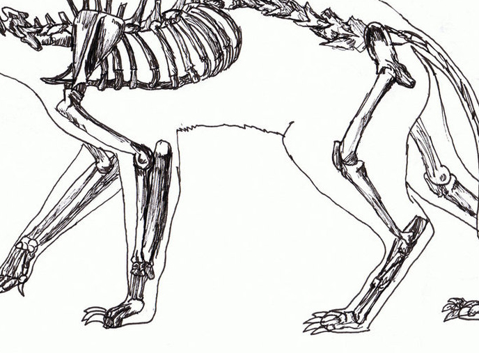 Строение лапок. Анатомия собаки скелет конечностей. Анатомия костей задних конечностей кошки. Анатомия скелета лапы собаки. Скелет кота анатомия лапы.