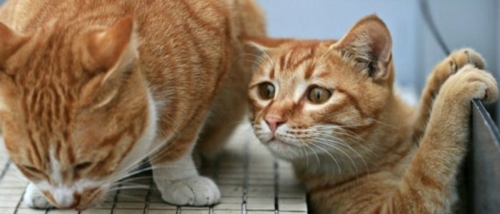 Рецепт сухого корма для кошек в домашних условиях thumbnail