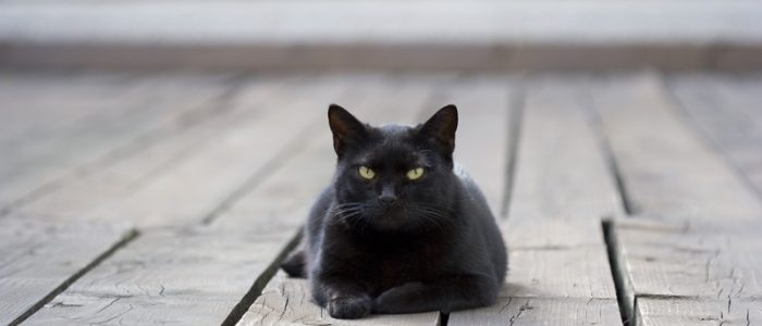 если черная сиамская кошка покажите пожалуйста