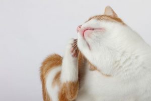 Как вылечить рану на шее у кошки thumbnail
