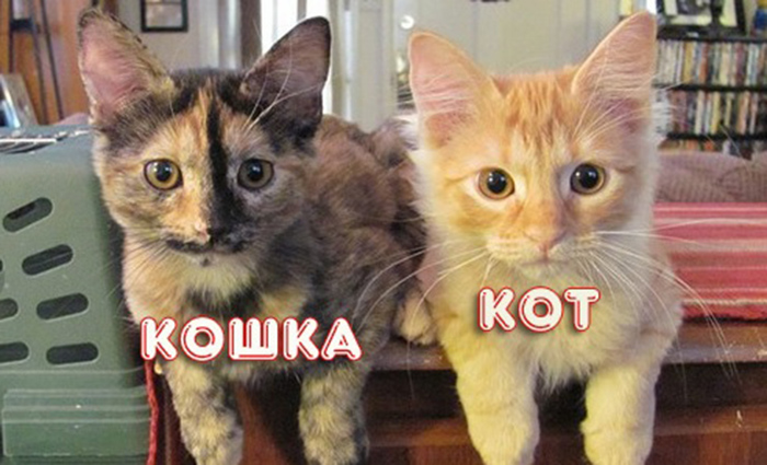 Чем отличается кота. Кот и кошка отличия по морде. Отличие котика от кошечки. Котенок мальчик или девочка.