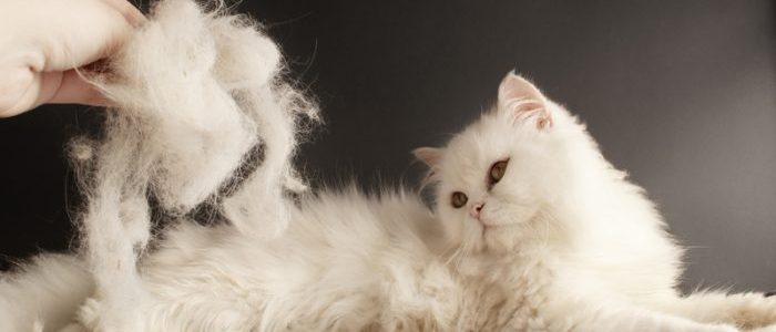 Что делать если кошка сильно линяет