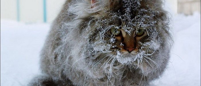Какой мороз опасен для кошки thumbnail