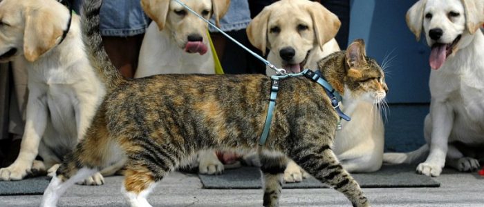 можно ли гулять с кошкой на поводке на улице. Смотреть фото можно ли гулять с кошкой на поводке на улице. Смотреть картинку можно ли гулять с кошкой на поводке на улице. Картинка про можно ли гулять с кошкой на поводке на улице. Фото можно ли гулять с кошкой на поводке на улице
