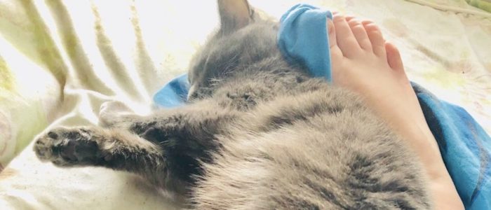 к чему кошка ложится в ноги примета. Смотреть фото к чему кошка ложится в ноги примета. Смотреть картинку к чему кошка ложится в ноги примета. Картинка про к чему кошка ложится в ноги примета. Фото к чему кошка ложится в ноги примета