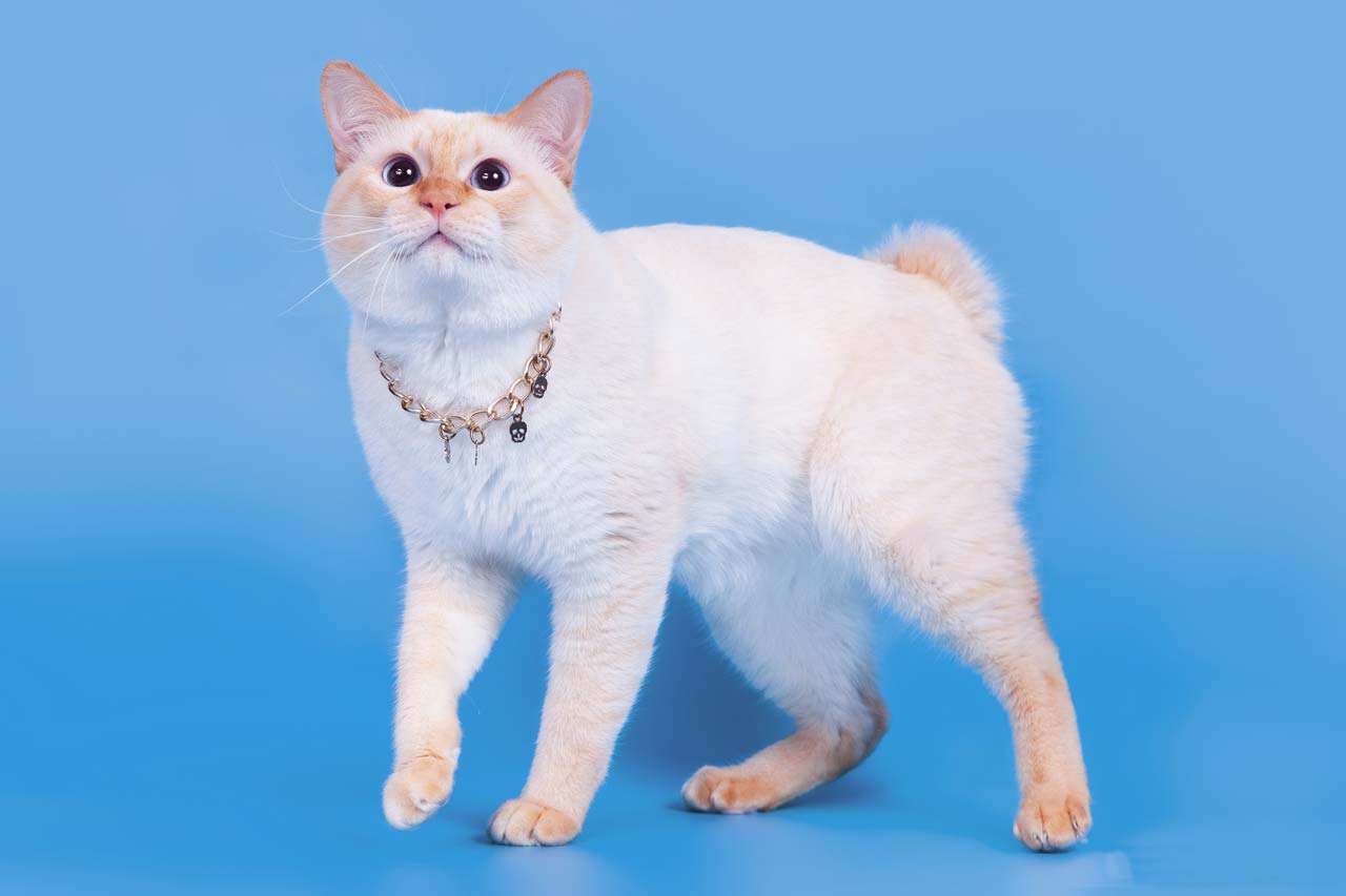 Меконг-бобтейл кошка порода