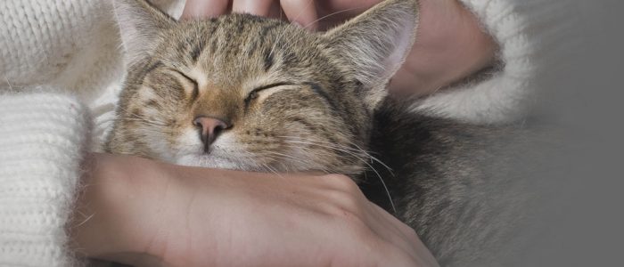 Какое значение имеют кошки в природе thumbnail