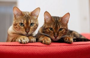 Сколько длится течка у бенгальских кошек thumbnail