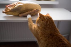 Как приготовить сухой корм для кошки дома thumbnail