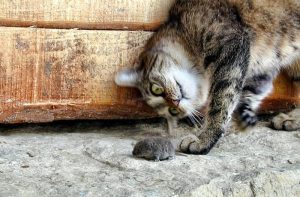 Порода кошек вислоухие ловит мышей thumbnail