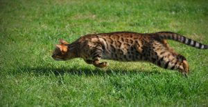 Кот охотится
