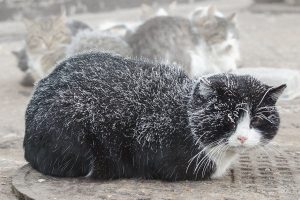 Какой мороз могут выдержать кошки thumbnail
