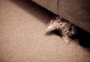 Кот прячется под кровать