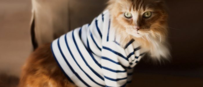 Коты что это одежда. Смотреть фото Коты что это одежда. Смотреть картинку Коты что это одежда. Картинка про Коты что это одежда. Фото Коты что это одежда