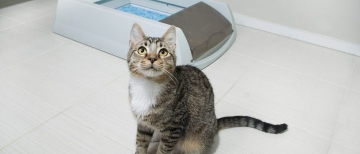 у кота капает моча что делать и почему. Смотреть фото у кота капает моча что делать и почему. Смотреть картинку у кота капает моча что делать и почему. Картинка про у кота капает моча что делать и почему. Фото у кота капает моча что делать и почему