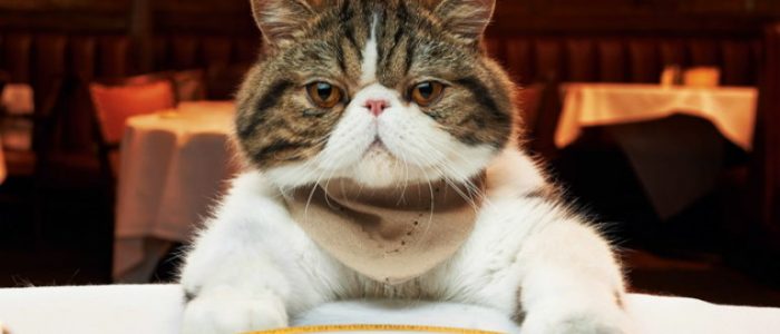 Чем кормить шотландского кота кастрированного кота. Смотреть фото Чем кормить шотландского кота кастрированного кота. Смотреть картинку Чем кормить шотландского кота кастрированного кота. Картинка про Чем кормить шотландского кота кастрированного кота. Фото Чем кормить шотландского кота кастрированного кота