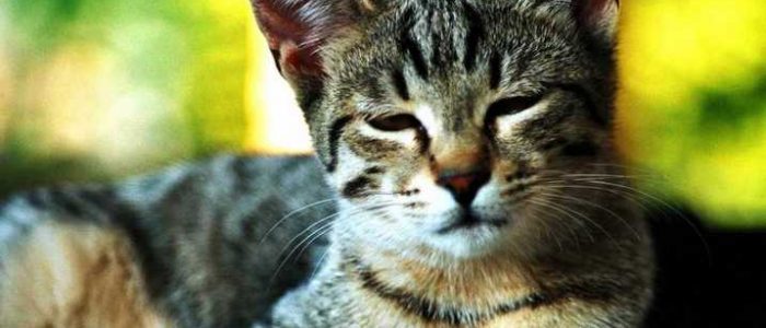 Котенок дрожит и вялый и нос сухой — у кота слабость и вялость