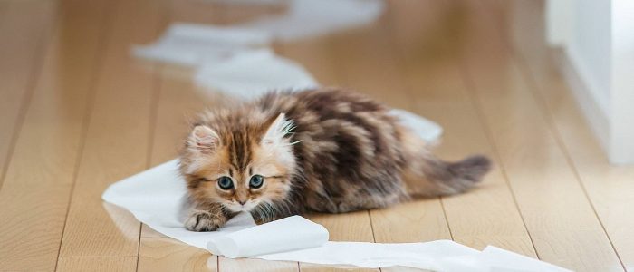 Почему кот гадит где попало хотя приучен к лотку