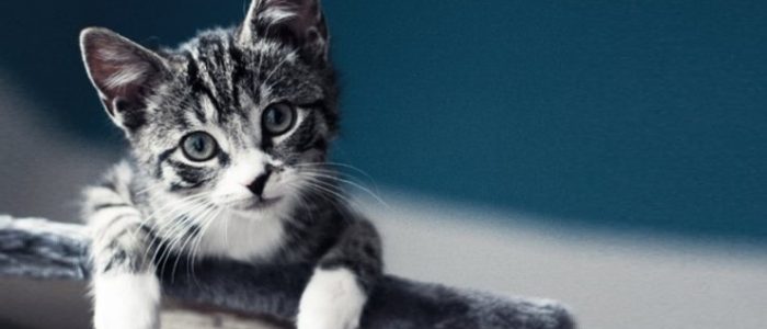 какие советы давали по воспитанию кота. Смотреть фото какие советы давали по воспитанию кота. Смотреть картинку какие советы давали по воспитанию кота. Картинка про какие советы давали по воспитанию кота. Фото какие советы давали по воспитанию кота