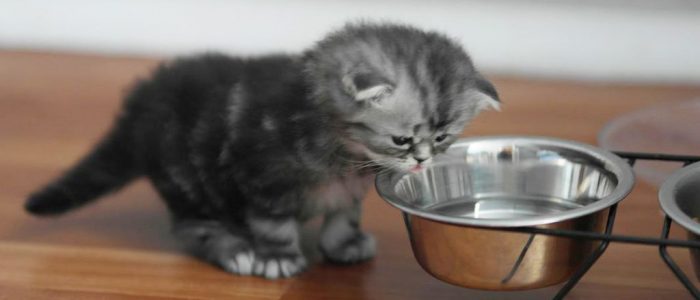 Котенок 2 месяца не пьет воду что делать. Смотреть фото Котенок 2 месяца не пьет воду что делать. Смотреть картинку Котенок 2 месяца не пьет воду что делать. Картинка про Котенок 2 месяца не пьет воду что делать. Фото Котенок 2 месяца не пьет воду что делать