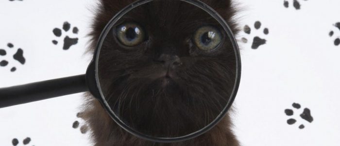 Что делать если потерялся кот