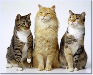Искусственный отбор породы кошек thumbnail