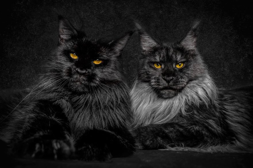 Котята Мейн-кун ценного и шикарного окраса: Чёрный дым