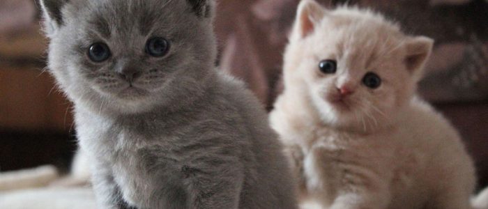 Когда можно определить вислоухий котенок или нет — какими рождаются котята?