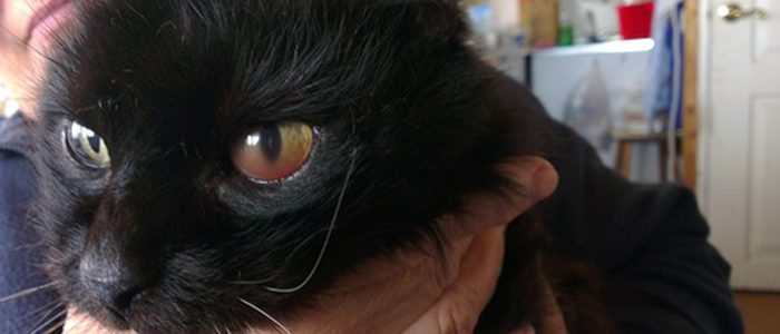Коты С Красными Глазами Фото