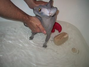 Кошки породы сфинкс купание thumbnail