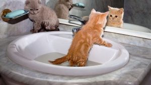 Сколько раз нужно мыть британскую кошку thumbnail