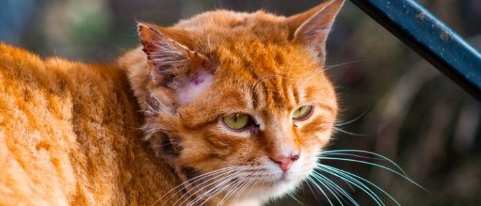 у кота облысела лапа что это такое. Смотреть фото у кота облысела лапа что это такое. Смотреть картинку у кота облысела лапа что это такое. Картинка про у кота облысела лапа что это такое. Фото у кота облысела лапа что это такое