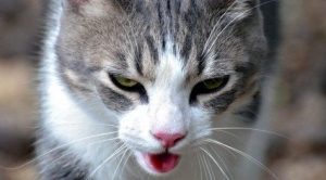 Врожденная диафрагмальная грыжа у кошек thumbnail