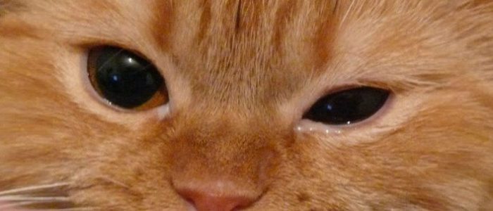 У кошки припух глаз что делать
