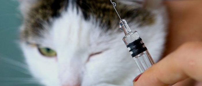 Осложнения после прививки у кошки