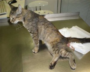 Симптомы перелома костей таза у кошек thumbnail