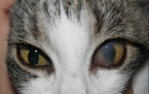 Кровь вокруг глаз у кошки thumbnail