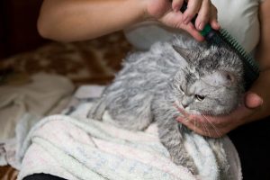 Как мыть кошек британской породы thumbnail