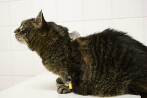 Последствия прививки у котенка thumbnail