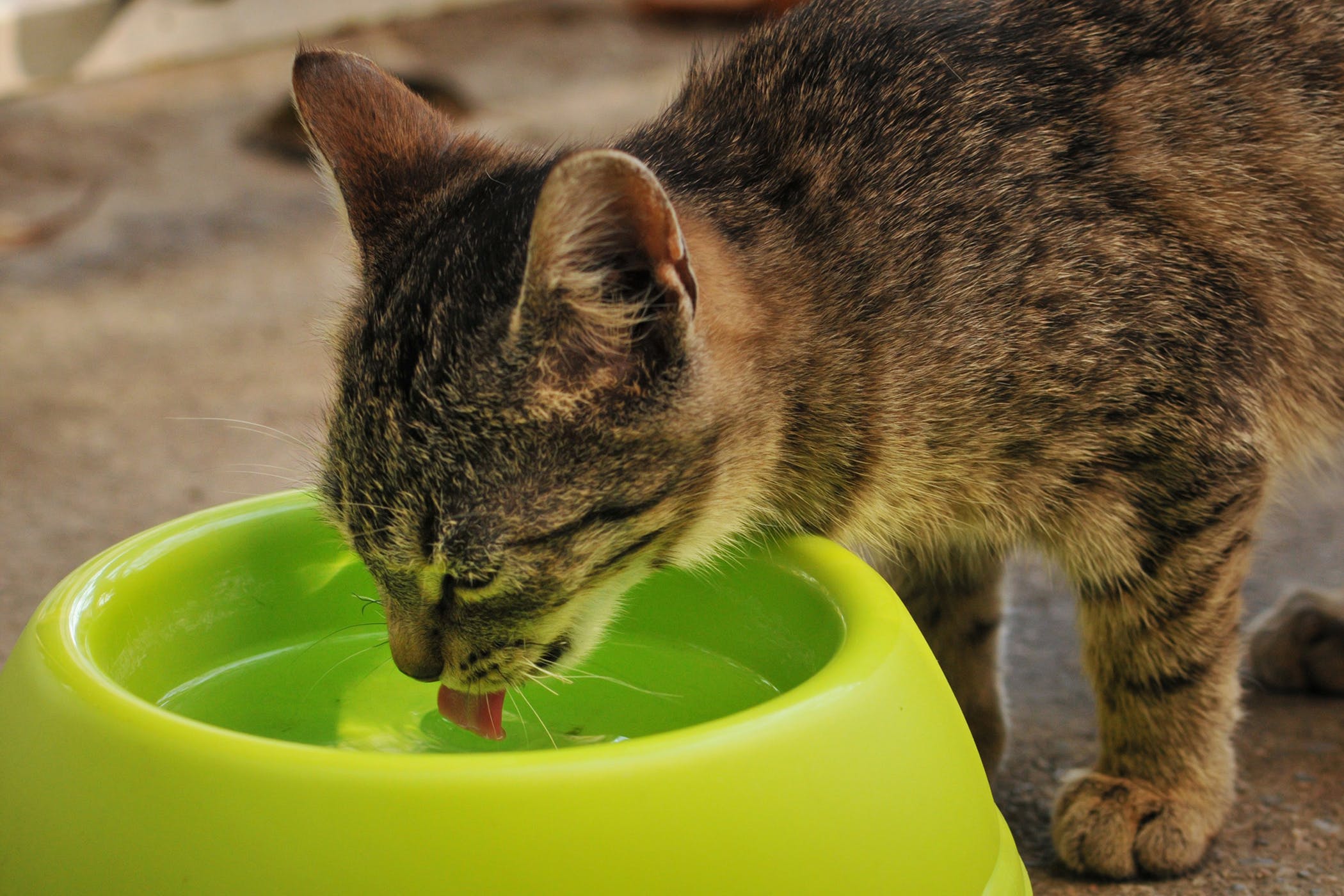 Кошку тошнит жидкостью. Кошка пьет воду. Кот лакает. Миска для кота.