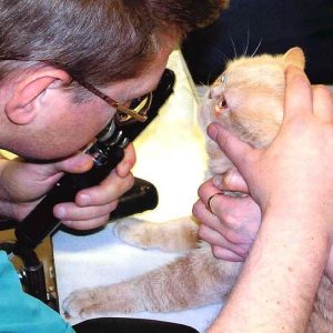Лечение кошки после удаления глаза thumbnail