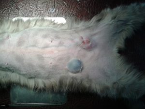 Ветклиника у кошки образовались на животе опухоли или грыжи thumbnail