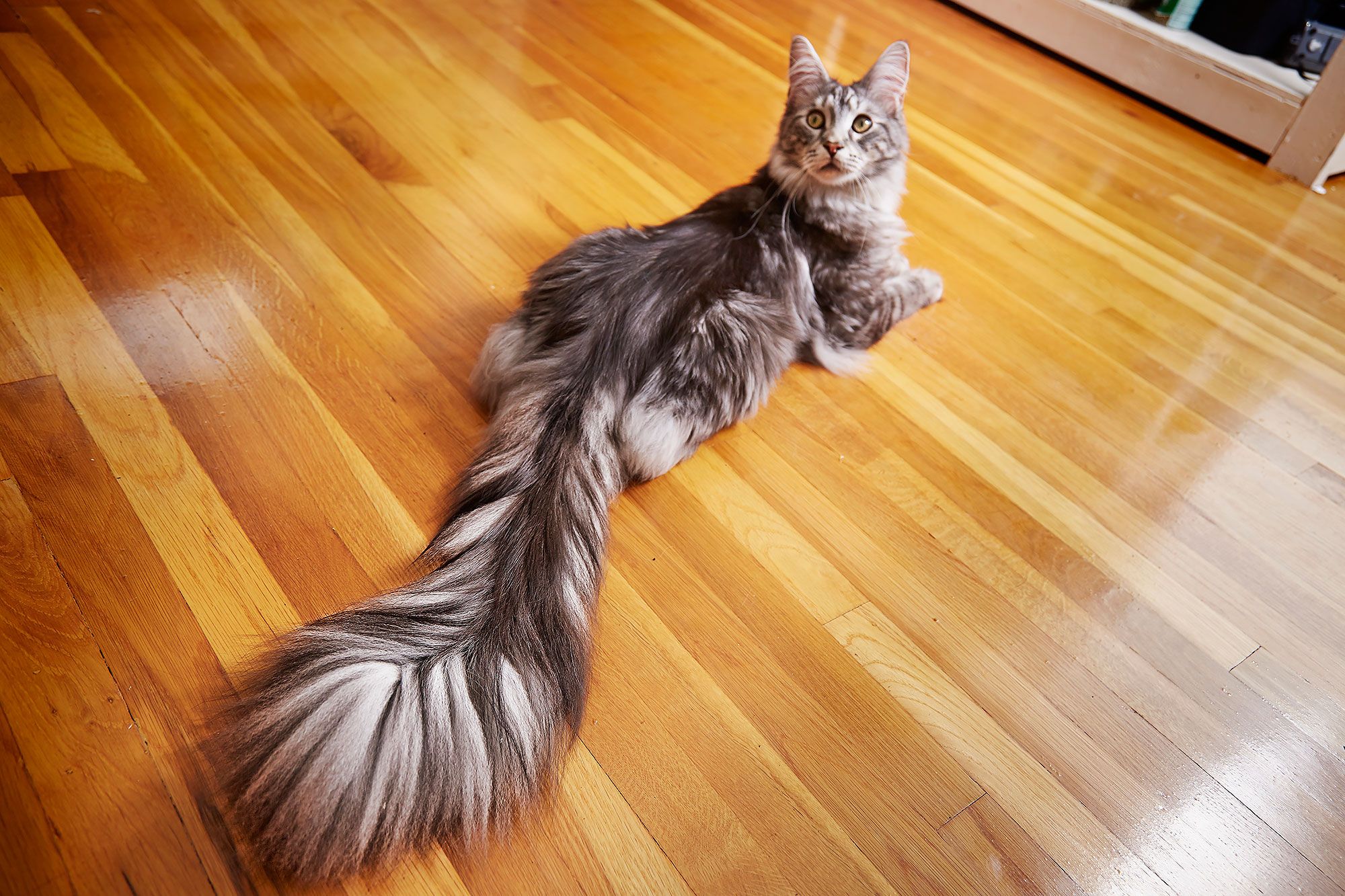 Занесенный в Книгу рекордов Гиннеса кот с самым длинным хвостом мейн-кун жи...