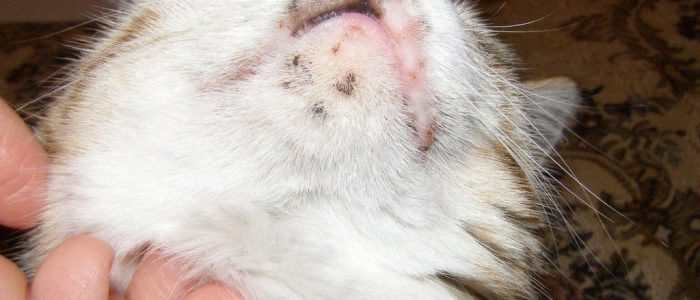 Как вылечить кошке раны на шеи thumbnail