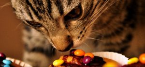 Корм для кошек вызывающий аппетит thumbnail